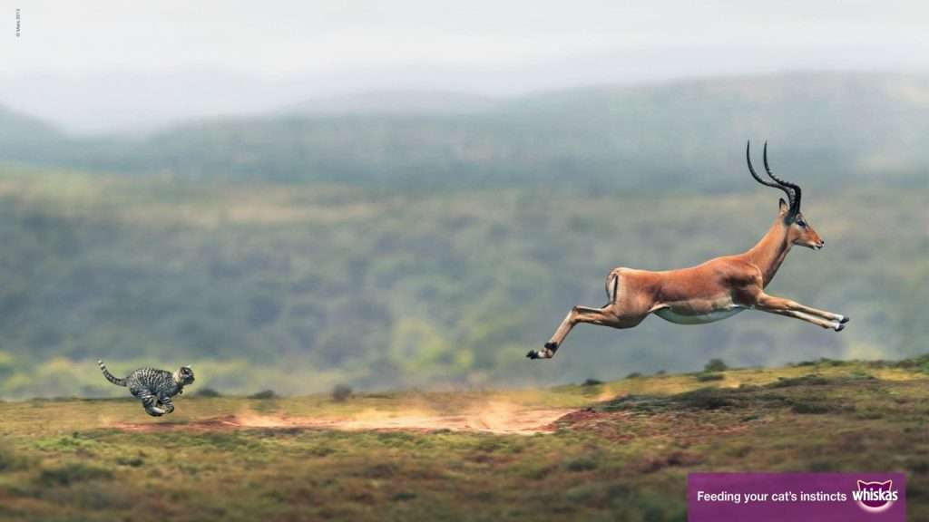 Un chat qui court après une gazelle pour la marque Whiskas